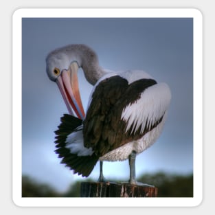 Picky Patient Pelican Preening on Pole in Pool Sticker